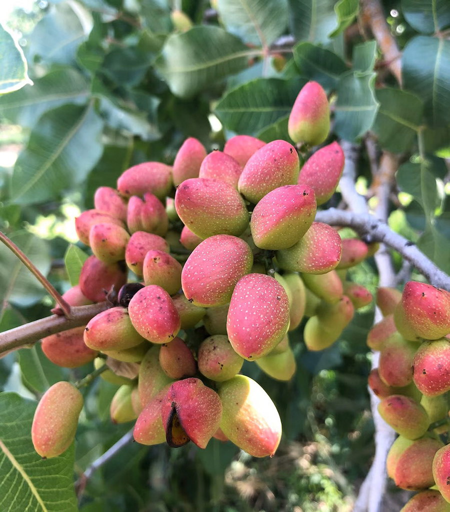 Pistachenoten aan een pistacheboom